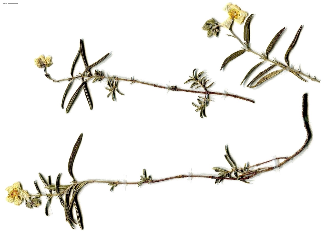 Helianthemum apenninum (Cistaceae)